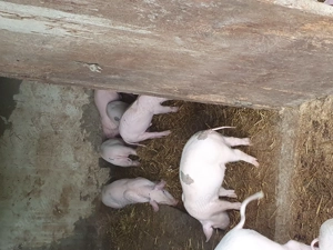 Vând purcei și șoldănei  - imagine 2