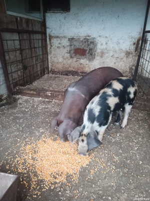 vând doi grăsuni castrați la 40kg ++ - imagine 4 vând doi grăsuni castrați la 40kg ++ - imagine 4