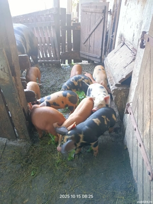 Vând purcei de 7 săptămâni  - imagine 2