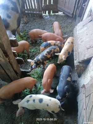 Vând purcei de 7 săptămâni 