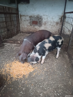 vând doi grăsuni castrați la 40kg ++ - imagine 5 vând doi grăsuni castrați la 40kg ++ - imagine 5