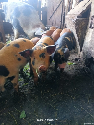 Vând purcei de 7 săptămâni  - imagine 3