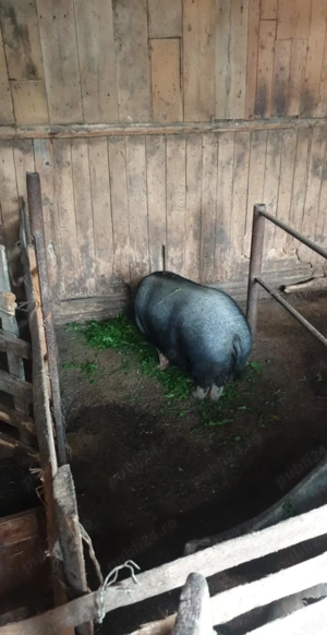 Porci vietnamezi  - imagine 2 Porci vietnamezi  - imagine 2