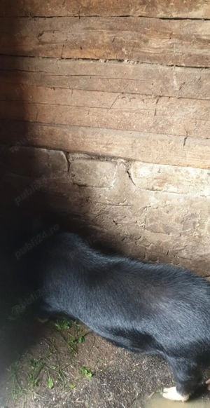 Porci vietnamezi  - imagine 3 Porci vietnamezi  - imagine 3