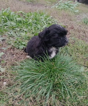 Bichoni havanezi si maltezi  - imagine 3 Bichoni havanezi si maltezi  - imagine 3