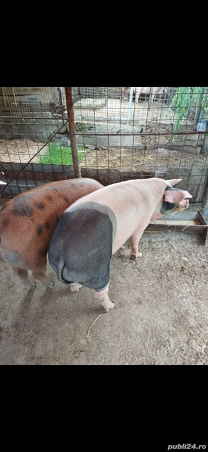 Vand porci metis duroc! - imagine 2 Vand porci metis duroc! - imagine 2