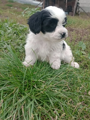 Bichoni havanezi si maltezi