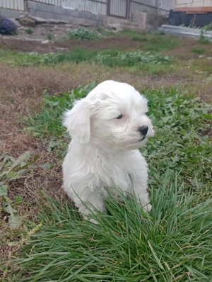 Bichoni havanezi si maltezi  - imagine 5 Bichoni havanezi si maltezi  - imagine 5