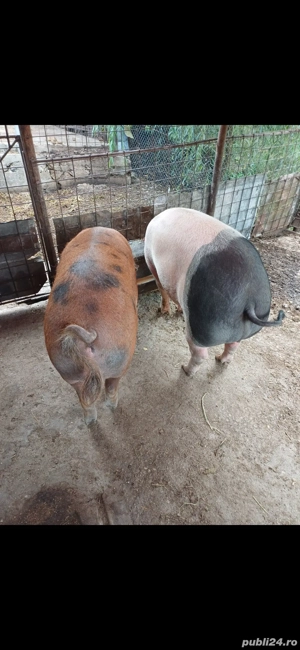 Vand porci metis duroc! - imagine 3 Vand porci metis duroc! - imagine 3