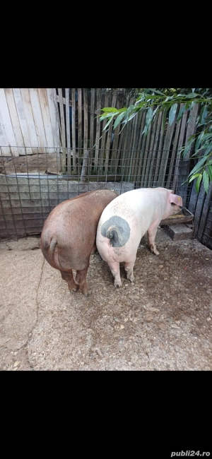 Vand porci metis duroc!