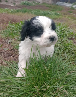 Bichoni havanezi si maltezi  - imagine 4 Bichoni havanezi si maltezi  - imagine 4