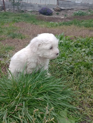 Bichoni havanezi si maltezi  - imagine 2 Bichoni havanezi si maltezi  - imagine 2