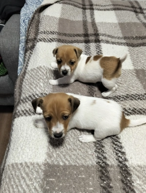 Cățeluși Jack Russel  - imagine 2 Cățeluși Jack Russel  - imagine 2