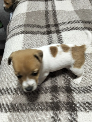 Cățeluși Jack Russel  - imagine 3 Cățeluși Jack Russel  - imagine 3