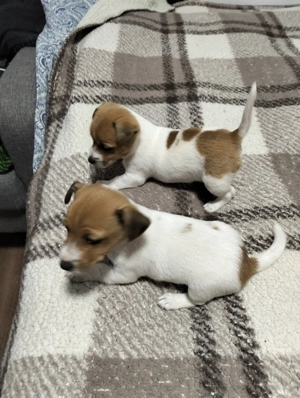 Cățeluși Jack Russel  - imagine 4 Cățeluși Jack Russel  - imagine 4