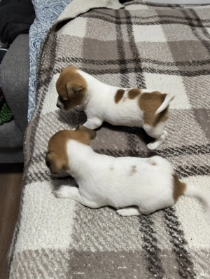 Cățeluși Jack Russel  - imagine 5 Cățeluși Jack Russel  - imagine 5