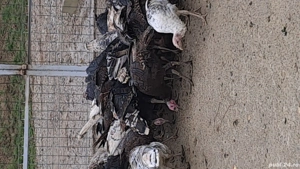 curci si curcani de tara - imagine 2