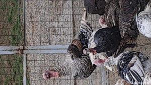 curci si curcani de tara