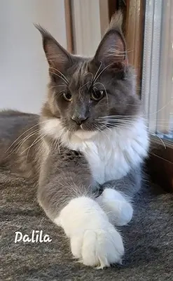 Maine Coon pisicuti cu Pedigree WCF-Timisoara