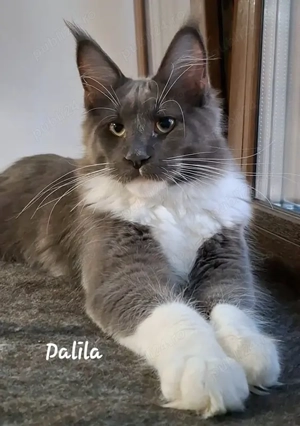 Maine Coon pisicuti cu Pedigree WCF-Timisoara - imagine 3