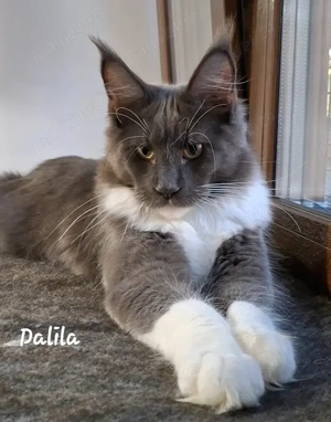 Maine Coon pisicuti cu Pedigree WCF-Timisoara - imagine 4