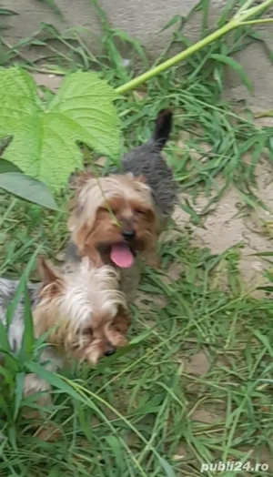Femela Yorkshire terrier  - imagine 2