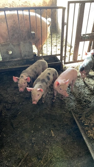 Vând purcei 8 saptamani - imagine 3