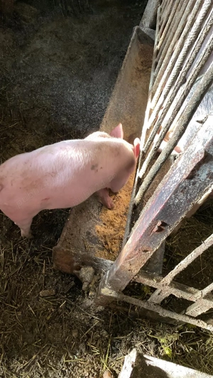 Vând purcei 8 saptamani