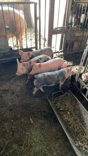 Vând purcei 8 saptamani - imagine 2