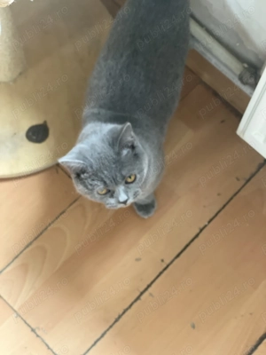 Eleganță în miniatură   o mică aristocrată britanică își caută noua casă! - imagine 2