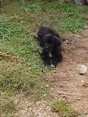 vand catei ciobanesc corb 