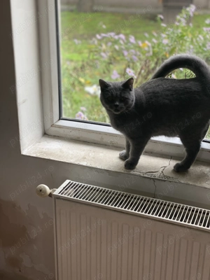 Eleganță în miniatură   o mică aristocrată britanică își caută noua casă! - imagine 4