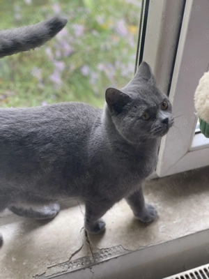 Eleganță în miniatură   o mică aristocrată britanică își caută noua casă! - imagine 3