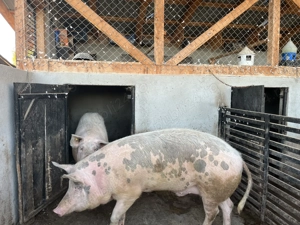 Vând porci de carne  - imagine 3