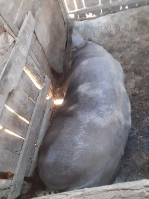 Vând porci de carne  - imagine 2