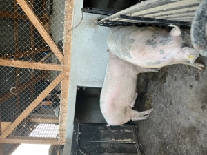 Vând porci de carne  - imagine 4