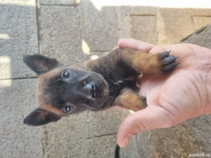 lup belgian malinois - imagine 2 lup belgian malinois - imagine 2