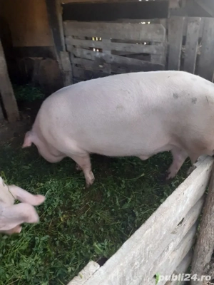 marele alb - imagine 2 marele alb - imagine 2