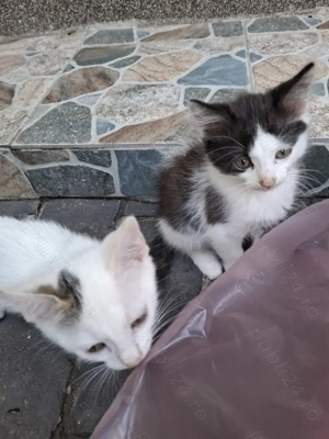 Motanei cauta Stapan iubitor! - imagine 2