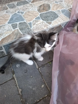 Motanei cauta Stapan iubitor! - imagine 3