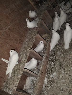 Vând voiajori albi!