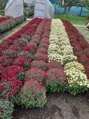 Vand crizanteme diferite mărimi, culori si tipuri variate