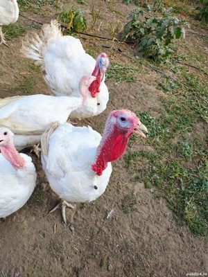 Vând curci si curcani  - imagine 2