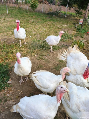 Vând curci si curcani