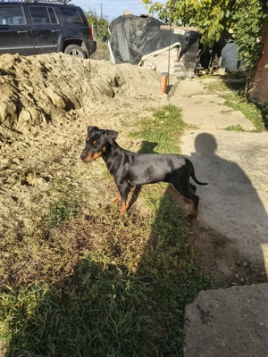 Cățeii jagdterrier  - imagine 4