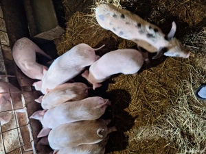 Vand purcei - imagine 3