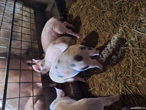 Vand purcei - imagine 2