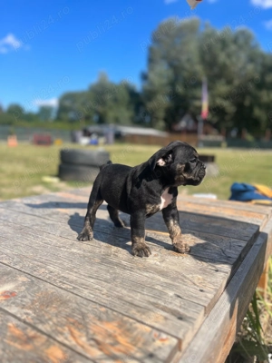 Fetita Old English Bulldog  - imagine 2