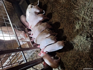 Vand purcei - imagine 5