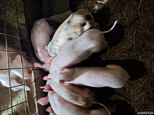 Vand purcei - imagine 4